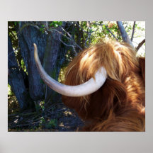 Highland Cow, Fairlight, East Sussex.