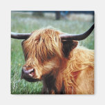 Highland Cow Fridge Magnets