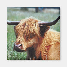 Highland Cow Fridge Magnets