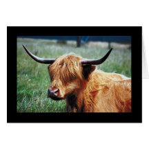 Highland Cow Greeting Card