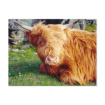 Highland Cow Photo Post Card