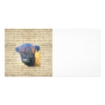Highland cow picture card