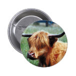 Highland Cow Pinback Button