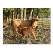 Highland Cow with Calf Postcard