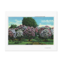 Highland Park Lilacs in Bloom Post Cards