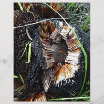 Highly flammable blackboy stump personalized flyer