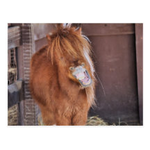 Hilarious Horsey Postcard