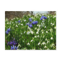 Hillside of Early Spring Flowers Postcard