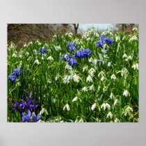 Hillside of Early Spring Flowers Poster Print