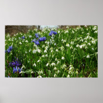 Hillside of Early Spring Flowers Poster Print