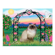 Himalayan Cat - Rose Arbor Postcard