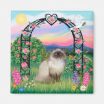 Himalayan Cat - Rose Arbor Refrigerator Magnets