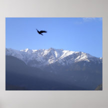 Himalayan eagle poster