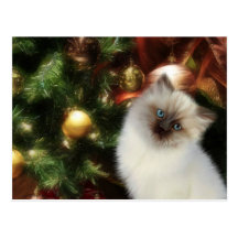 Himalayan kitty Christmas Post Card