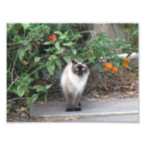 Himalayan Mix cat Photograph