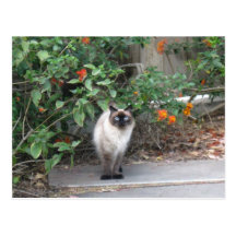 Himalayan Mix cat Post Cards