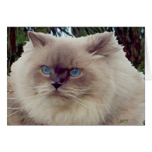 Himalayan Persian Cat Greeting Cards
