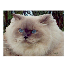 Himalayan Persian Cat Postcards