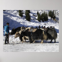Himalayan snow yak poster