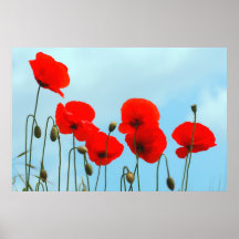 Himmels Mohnblumen Plakate