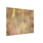 "Hint Of Nature" Photography Art Stretched Canvas Print