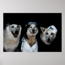 Hip Hop sibirian Husky and white Shepherd Posters