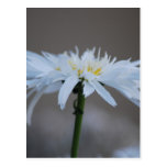 Hippie daisy and meaning post card