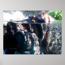 Hippo and Baby Posters