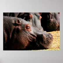 Hippo attitude dry brush painting poster