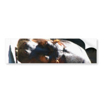 Hippo Bumper Stickers
