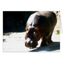 Hippo Greeting Cards
