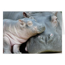 Hippo Card