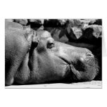 Hippo Doze Note Card