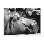 Hippo Doze Postcard