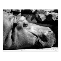 Hippo Doze Postcard