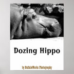 Hippo Doze Poster