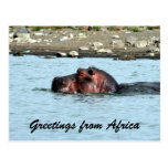 hippo greetings postcards