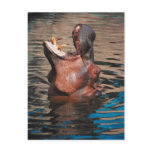 Hippo Head Postcards