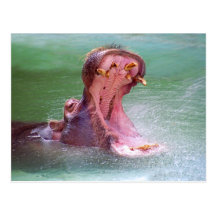Hippo Mouth Open Postcard