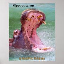 Hippo Mouth Open Poster