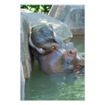 Hippo Photo photography