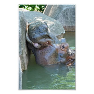 Hippo Photo by lynnsphotos