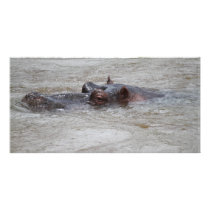 Hippo Picture Card