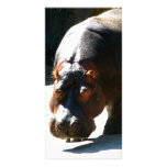 Hippo Photo Card Template