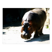 Hippo Post Card