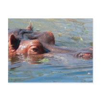 Hippo Postcard