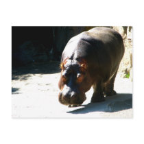 Hippo Post Card