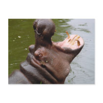 Hippo