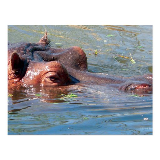 Hippo Postcard