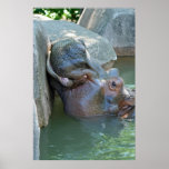 Hippo Poster